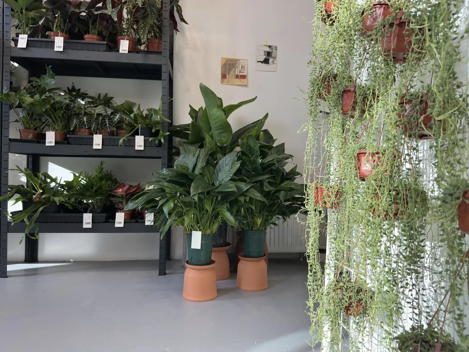 Bergamot studio
