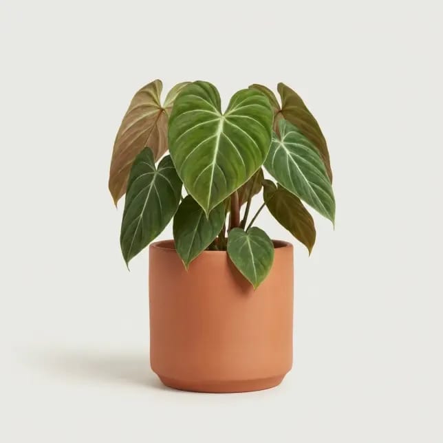 Филодендрон Сплендид (Philodendron 'Splendid') — купить в Перми, Бергамот