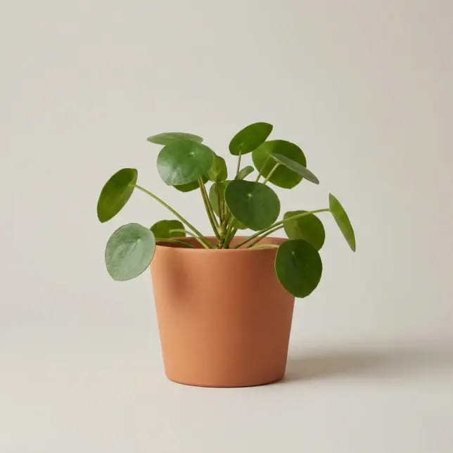 Пилея пеперомиевидная (Pilea peperomioides) — купить в Перми, Бергамот