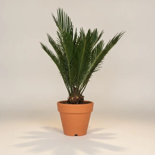 Цикас Революта (Cycas revoluta) — купить в Перми, Бергамот