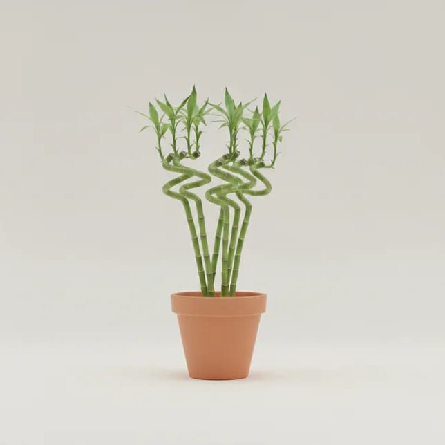 Драцена Сандера (лаки бамбук) (Dracaena sanderiana) — купить в Перми, Бергамот