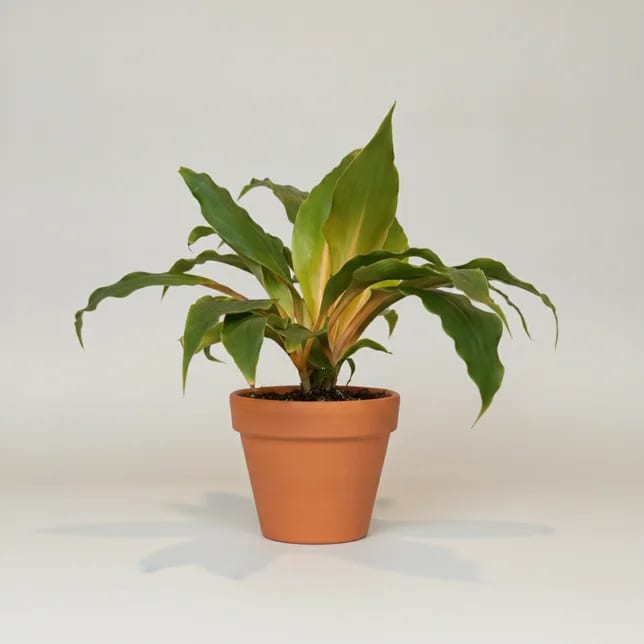 Хлорофитум Грин Оранж (Chlorophytum orchidastrum 'Green Orange') — купить в Перми, Бергамот