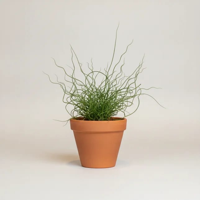 Ситник спиралис (Juncus effusus 'Spiralis') — купить в Перми, Бергамот