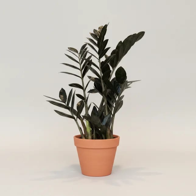 Замиокулькас Равен (долларовое дерево) (Zamioculcas zamiifolia 'Raven') — купить в Перми, Бергамот