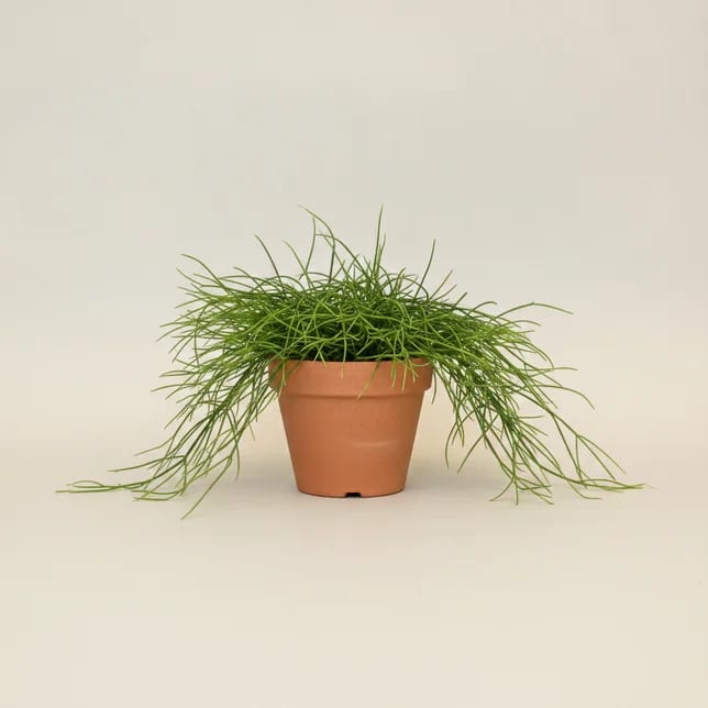 Рипсалис микс (подвесной) (Rhipsalis) — купить в Перми, Бергамот