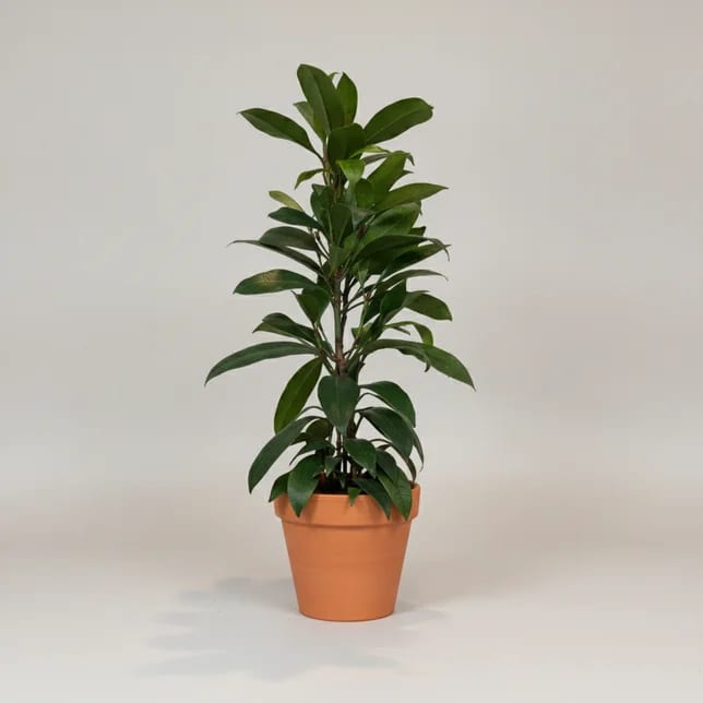 Фикус Циатистипула Компакта (Ficus cyathistipula) — купить в Перми, Бергамот