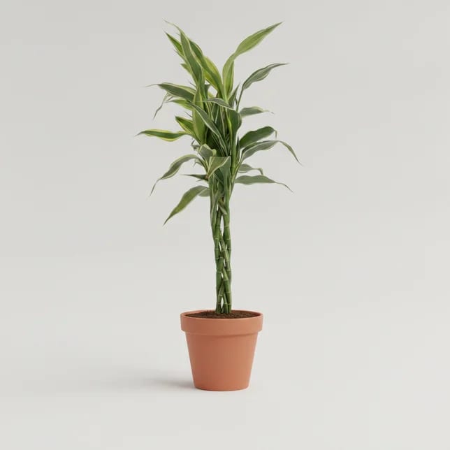 Драцена Сандера Твист микс (Dracaena sanderiana 'Twist') — купить в Перми, Бергамот