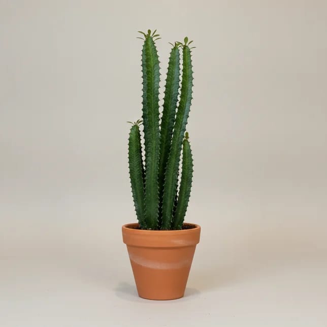 Молочай трёхгранный (Euphorbia trigona) — купить в Перми, Бергамот