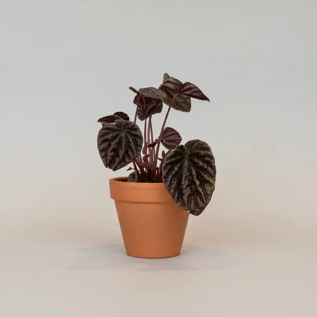 Пеперомия Каперата микс (Peperomia caperata) — купить в Перми, Бергамот