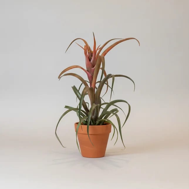 Тилландсия Капитата Хермоса (Tillandsia capitata 'Hermosa') — купить в Перми, Бергамот