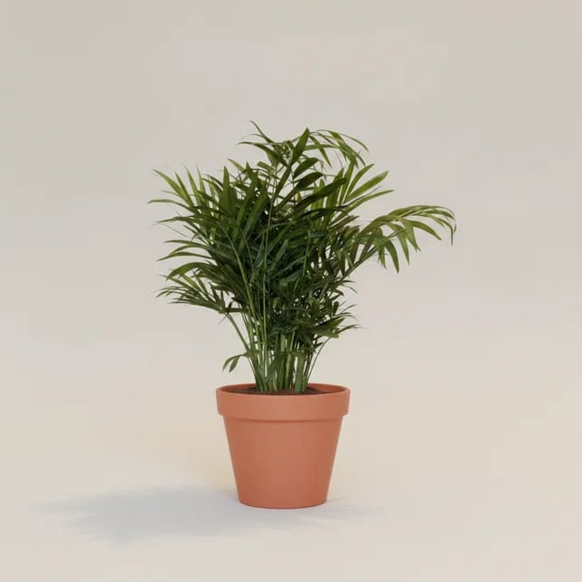 Хамедорея Элегантная (Chamaedorea elegans) — купить в Перми, Бергамот