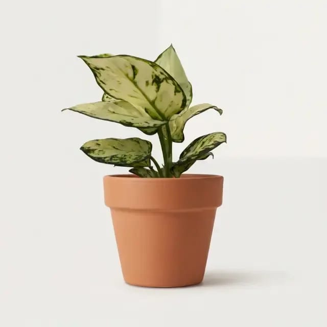 Аглаонема Супер Уайт (Aglaonema 'Super White') — купить в Перми, Бергамот