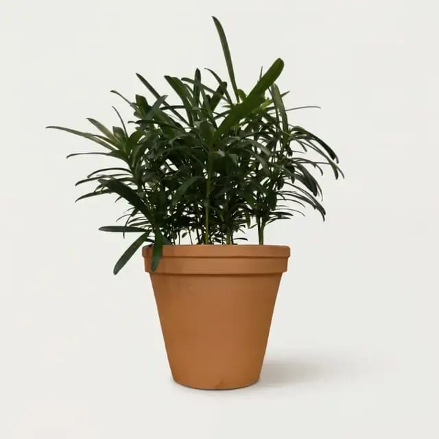 Подокарпус крупнолистный (Podocarpus macrophyllus) — купить в Перми, Бергамот