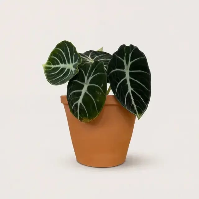 Алоказия Ниндзя (Alocasia reginula 'Ninja') — купить в Перми, Бергамот