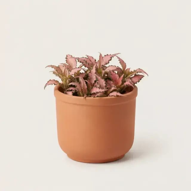 Фиттония (Fittonia albivenis) — купить в Перми, Бергамот