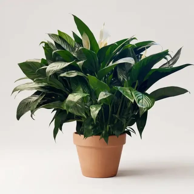 Спатифиллум (55 см) (Spathiphyllum) — купить в Перми, Бергамот