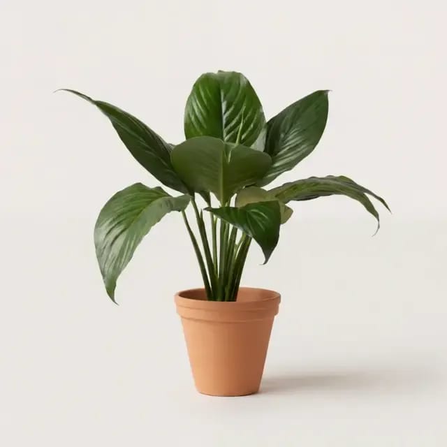 Спатифиллум (35 см) (Spathiphyllum) — купить в Перми, Бергамот
