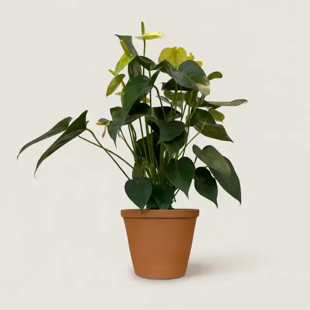 Антуриум Андре (Anthurium andraeanum) — купить в Перми, Бергамот