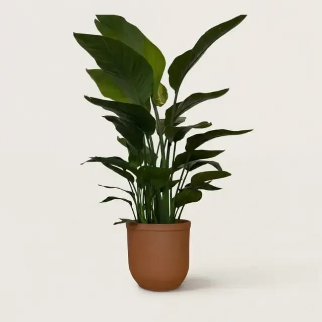 Стрелиция королевская (Strelitzia reginae) — купить в Перми, Бергамот