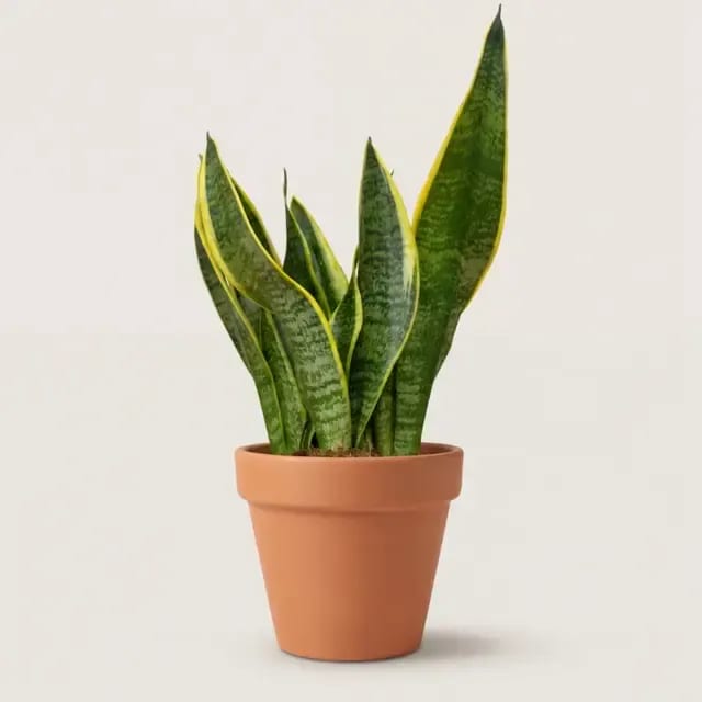 Сансевиерия (Dracaena trifasciata) — купить в Перми, Бергамот