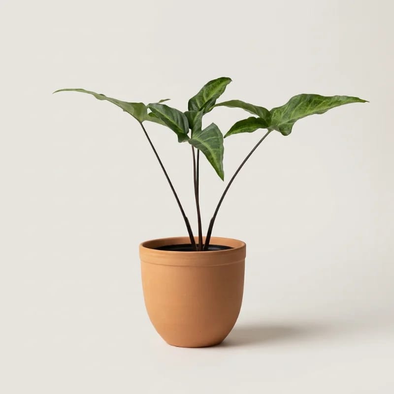 Сингониум ушковидный (Syngonium auritum) — купить в Перми, Бергамот