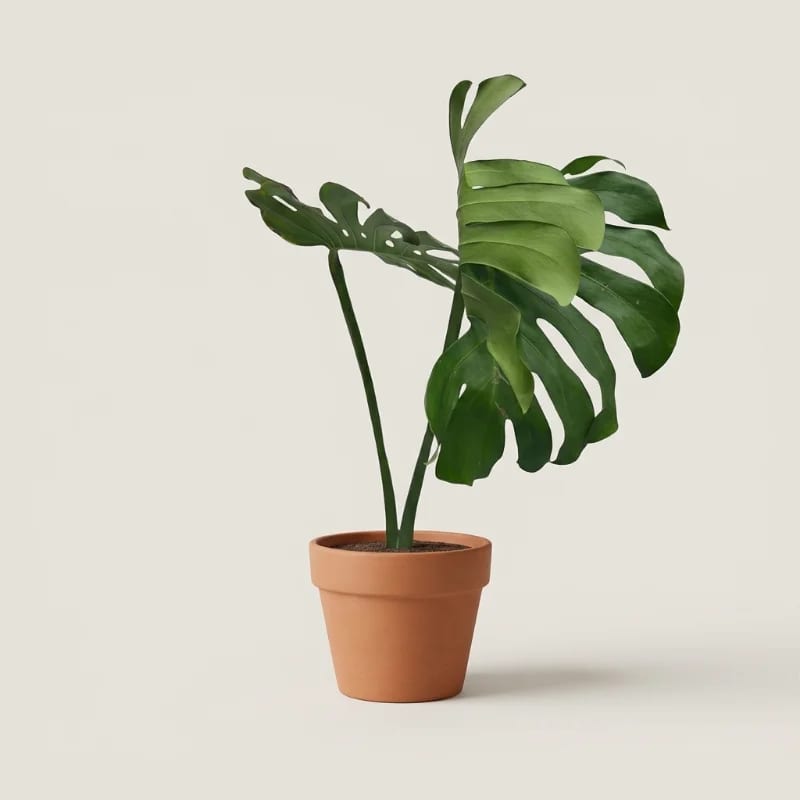 Монстера Делициоза (Monstera deliciosa) — купить в Перми, Бергамот