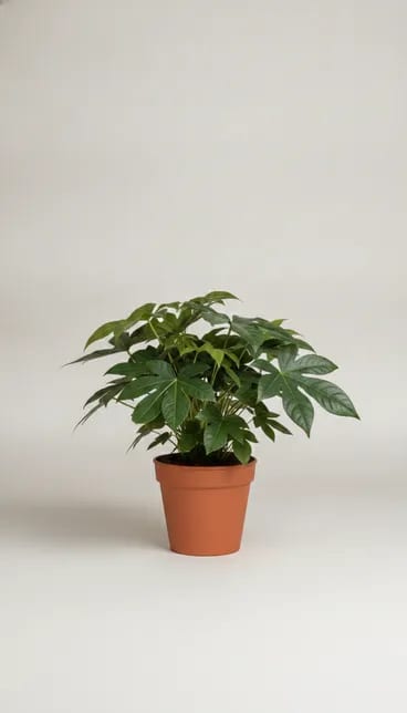 Фатсия японская (Fatsia japonica) — купить в Перми, Бергамот