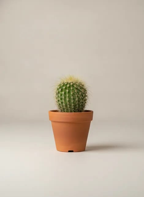 Кактус Маммиллярия (горшок 10 см) (Mammillaria) — купить в Перми, Бергамот