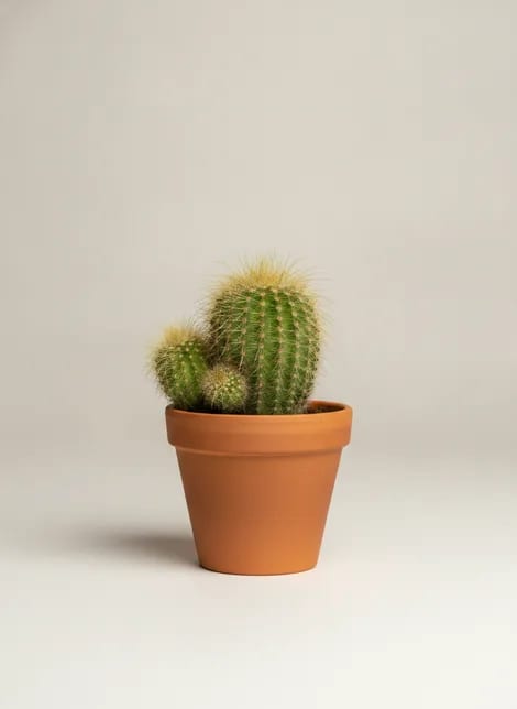 Кактус Маммиллярия (горшок 7 см) (Mammillaria) — купить в Перми, Бергамот