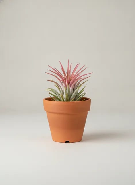 Тилландсия Ионанта (Tillandsia ionantha) — купить в Перми, Бергамот