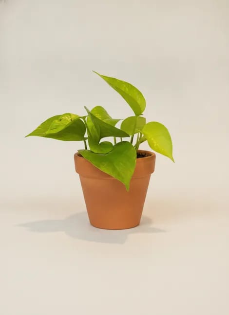 Эпипремнум Голден (Epipremnum aureum) — купить в Перми, Бергамот