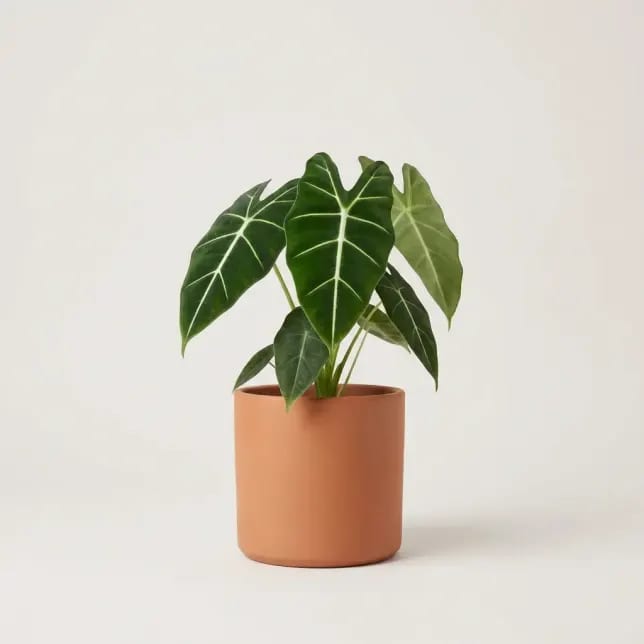 Алоказия Фрайдек (Alocasia micholitziana 'Frydek') — купить в Перми, Бергамот