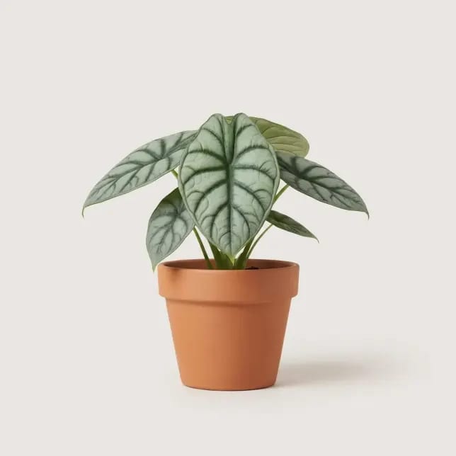Алоказия Сильвер Драгон (Alocasia baginda 'Silver Dragon') — купить в Перми, Бергамот