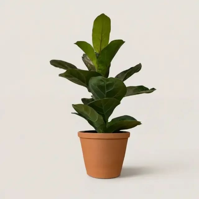 Фикус лировидный Бамбино (Ficus lyrata 'Bambino') — купить в Перми, Бергамот