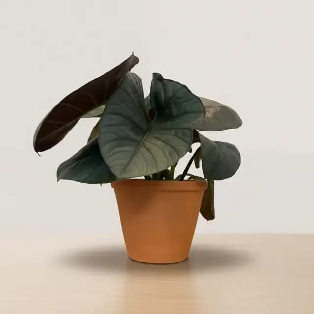 Алоказия Экватор (Alocasia 'Equator') — купить в Перми, Бергамот