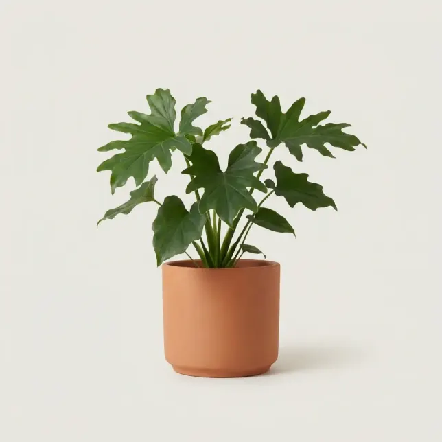 Филодендрон Селлоум