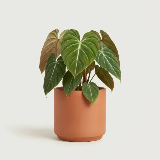 Филодендрон Splendid