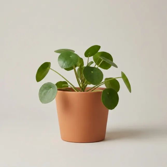 Пилея пеперомиевидная