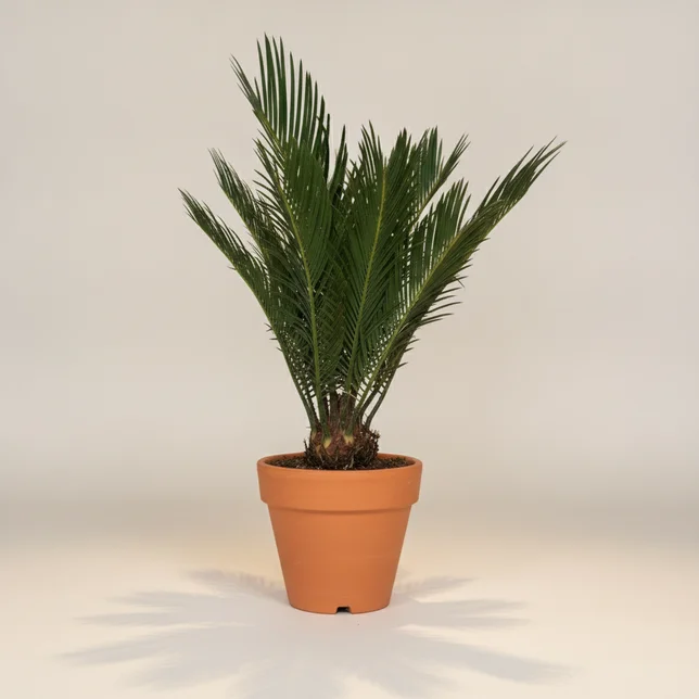 Цикас Революта, д15см, в50см (Cycas revoluta) — купить в Перми, Бергамот
