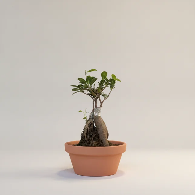 Фикус микрокарпа Гинсенг (горшок 15 см) (Ficus microcarpa 'Ginseng') — купить в Перми, Бергамот