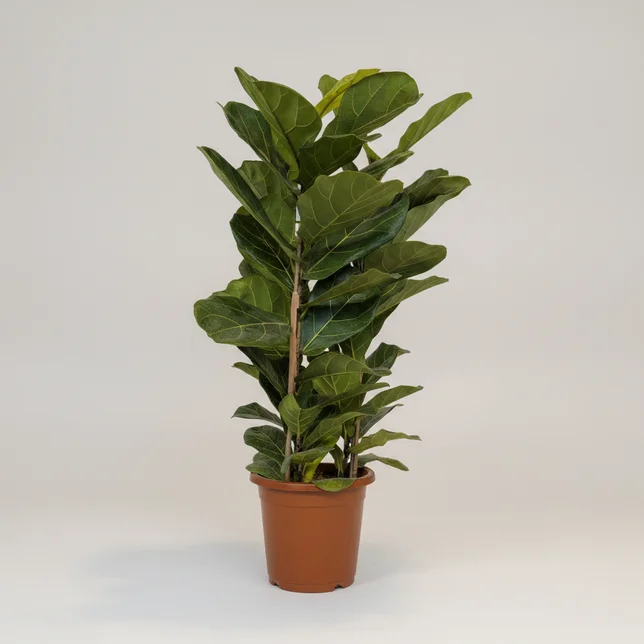Фикус Лирата (3 ствола) (Ficus lyrata) — купить в Перми, Бергамот