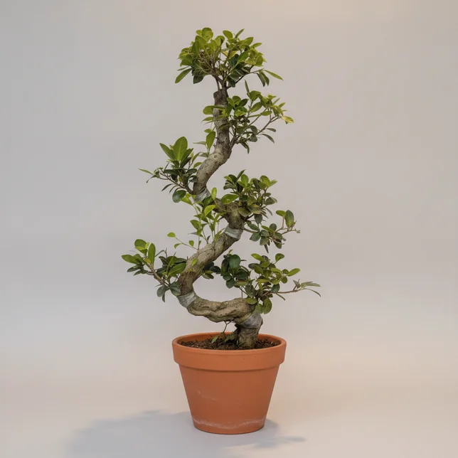 Фикус микрокарпа Гинсенг (горшок 27 см) (Ficus microcarpa 'Ginseng') — купить в Перми, Бергамот