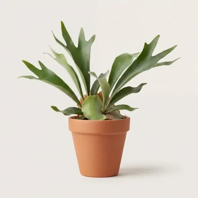 Платицериум