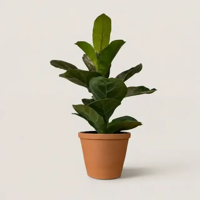 Фикус лировидный Бамбино