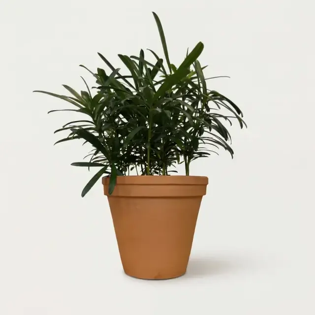 Подокарпус крупнолистный