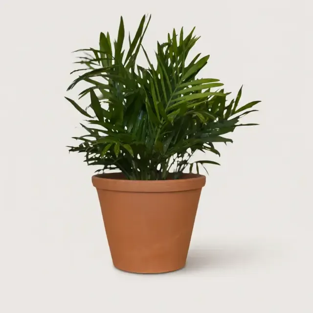 Хамедорея сейфрици