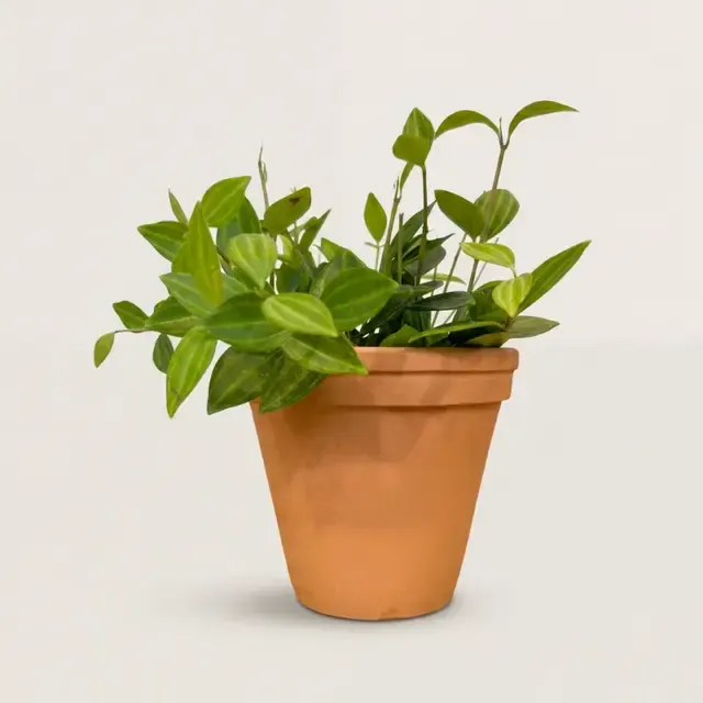 Пеперомия тетрагона