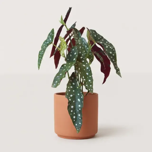 Бегония макулата