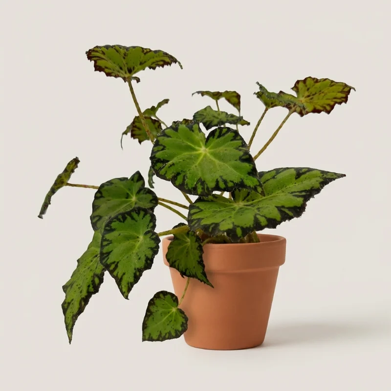 Бегония Бауэра